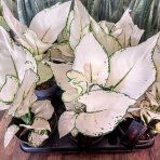 Aglaonéma (Aglaonema) ´WHITE JOY´- výška 20-25 cm, kont. C1L